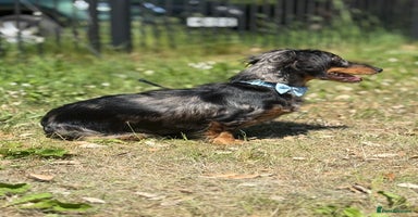 Miniature Dachshund dogs - Advert 15