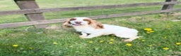 Cocker Spaniel dogs for stud: working cocker for stud Lemon & White Kc reg in Taunton - Advert 6