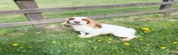 Cocker Spaniel dogs for stud: working cocker for stud Lemon & White Kc reg in Taunton - Advert 6