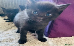 Russian Blue cats for sale: Russian blue mix  - Image 27