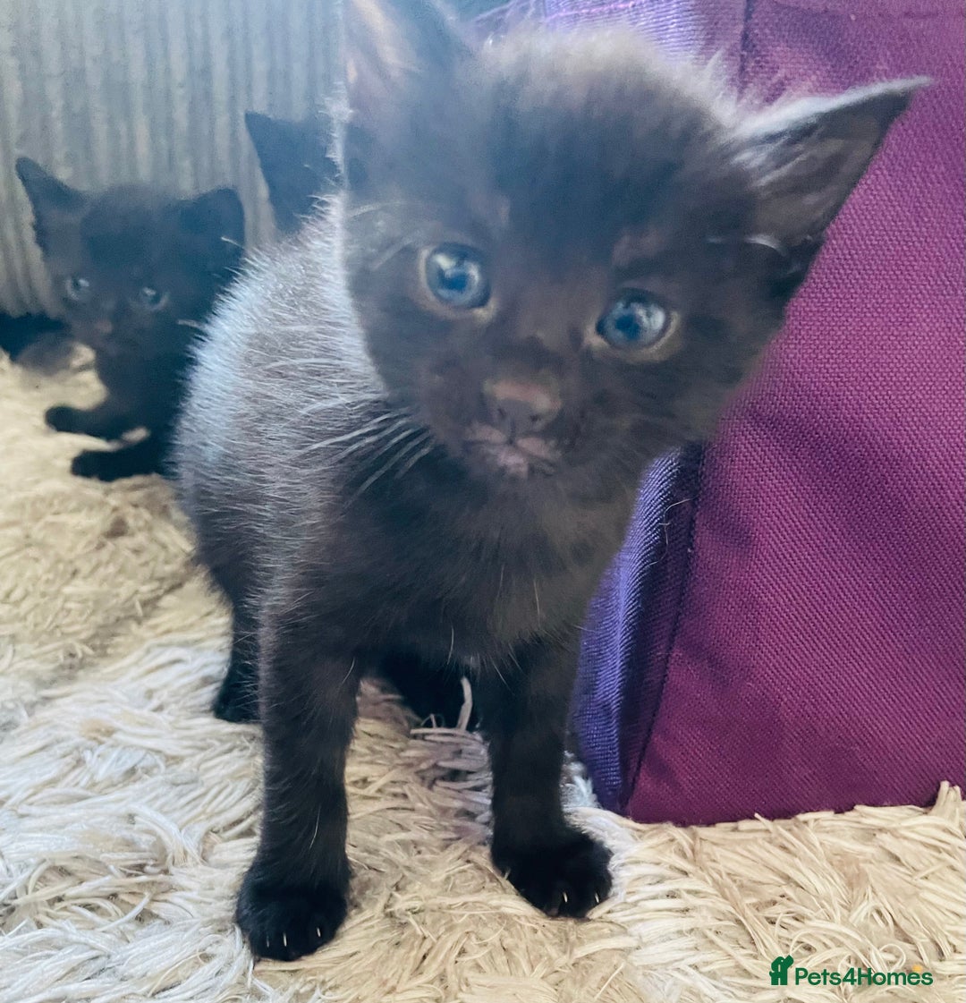 Russian Blue cats for sale: Russian blue mix  - Image 27
