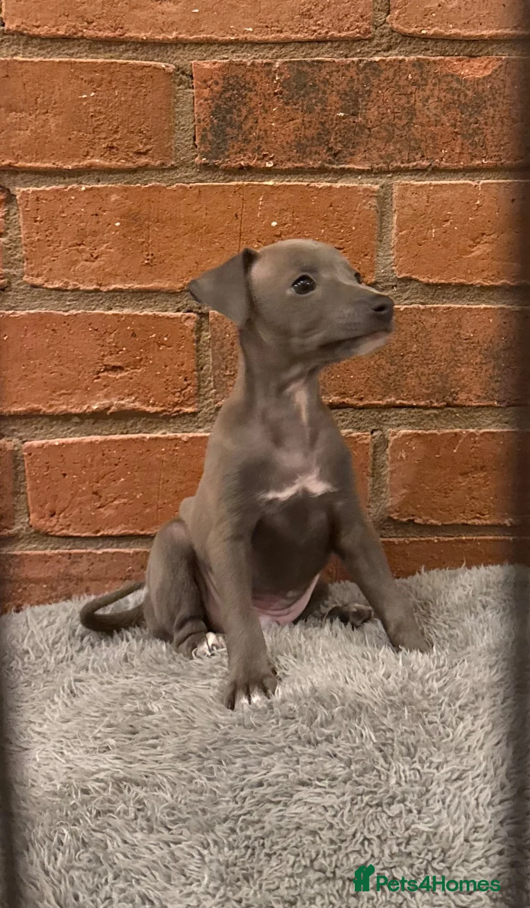 Italian Greyhound dogs for sale: 💙 beautiful blue boy looking for his forever home - Advert 1