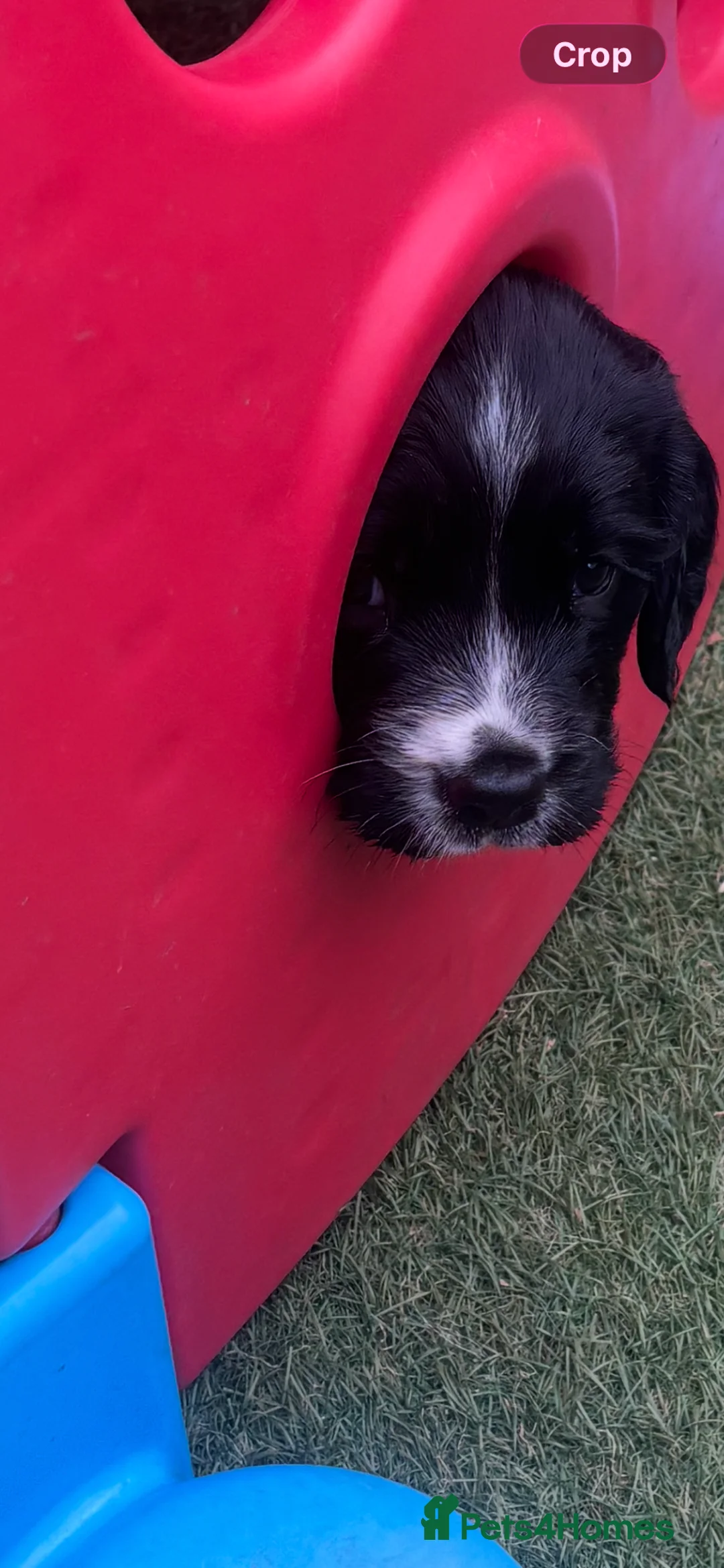 English Springer Spaniel dogs for sale: STUNNING GIRL AVAILABLE  - Advert 6