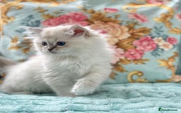 Ragdoll cats for sale: One pet boy  - Image 9