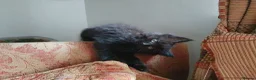 Mixed Breed cats for sale: Beautiful female kitten  - Advert 8