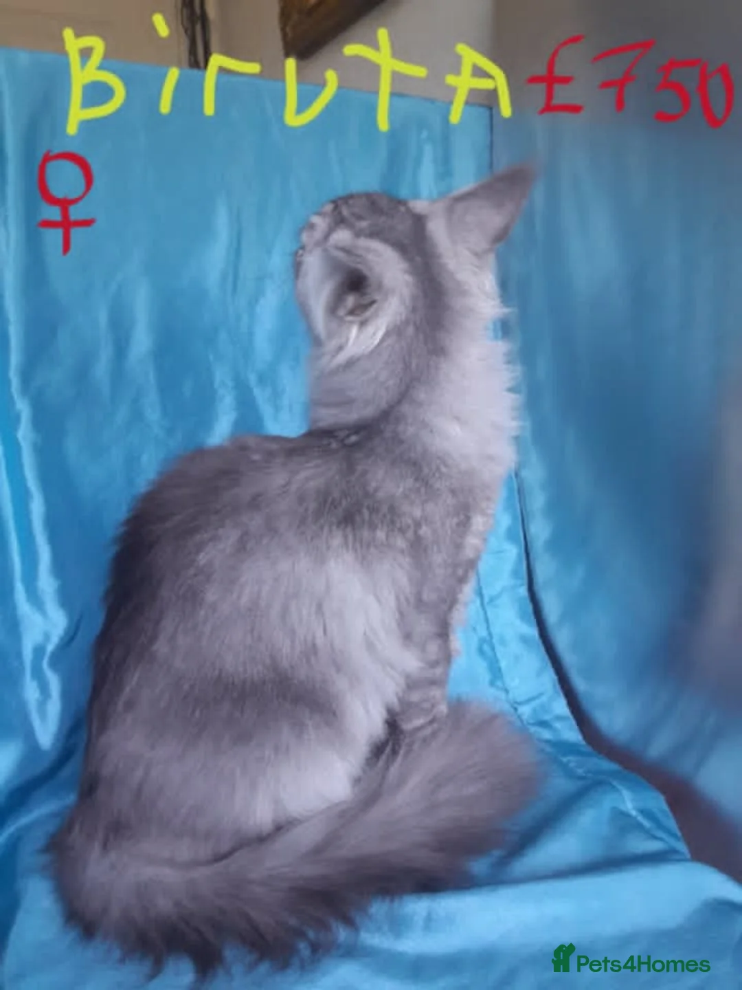 Maine Coon cats for sale: black silver ticked ns25 girls TICAreg maine coon - Advert 1