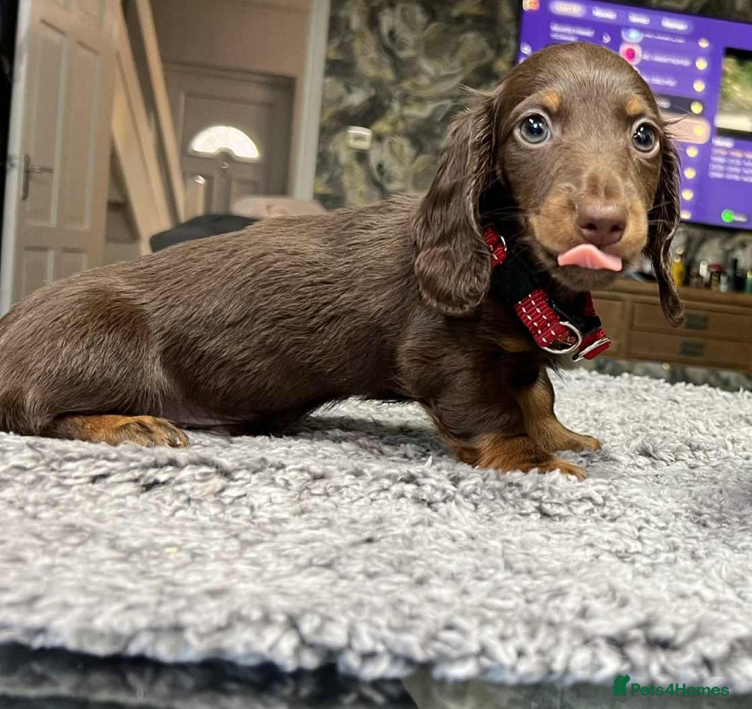 Miniature Dachshund dogs for sale: Last Longhaired miniature dachshund boy  - Image 3