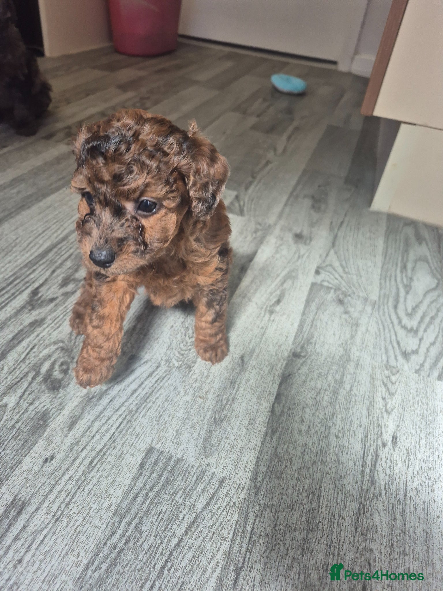 Cockapoo dogs cockapoo puppies various colours  - Advert 3