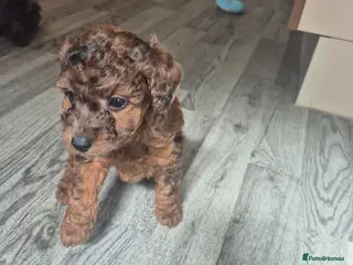 Cockapoo dogs cockapoo puppies various colours - Advert 3