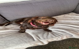 Cocker Spaniel dogs for sale: Beautiful rosie - Image 4