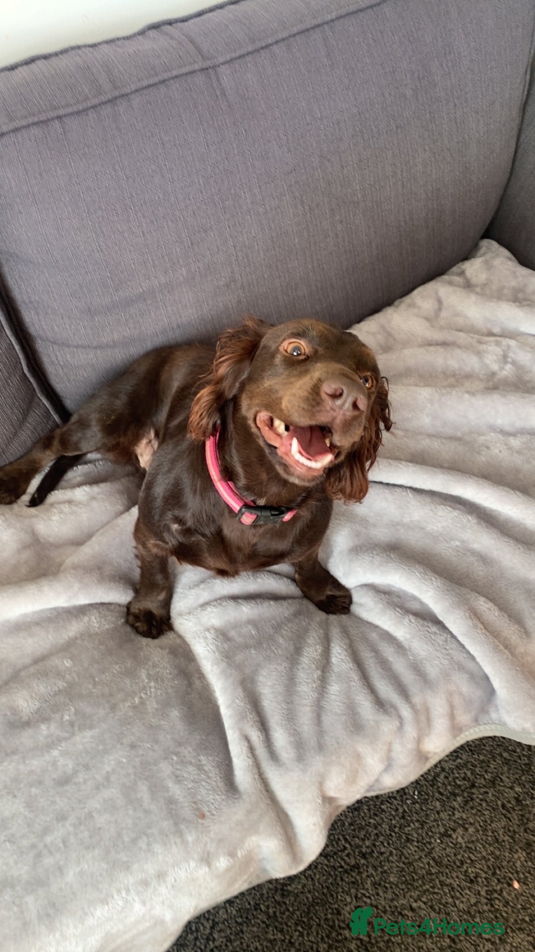 Cocker Spaniel dogs for sale: Beautiful rosie - Image 4
