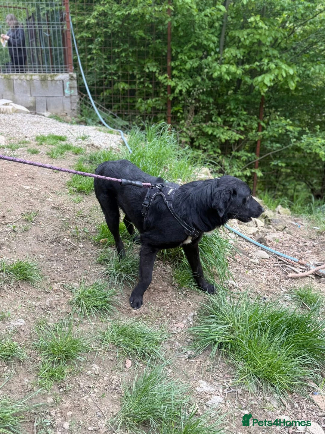 Mixed Breed dogs for adoption: Negrut 💙 - Advert 5