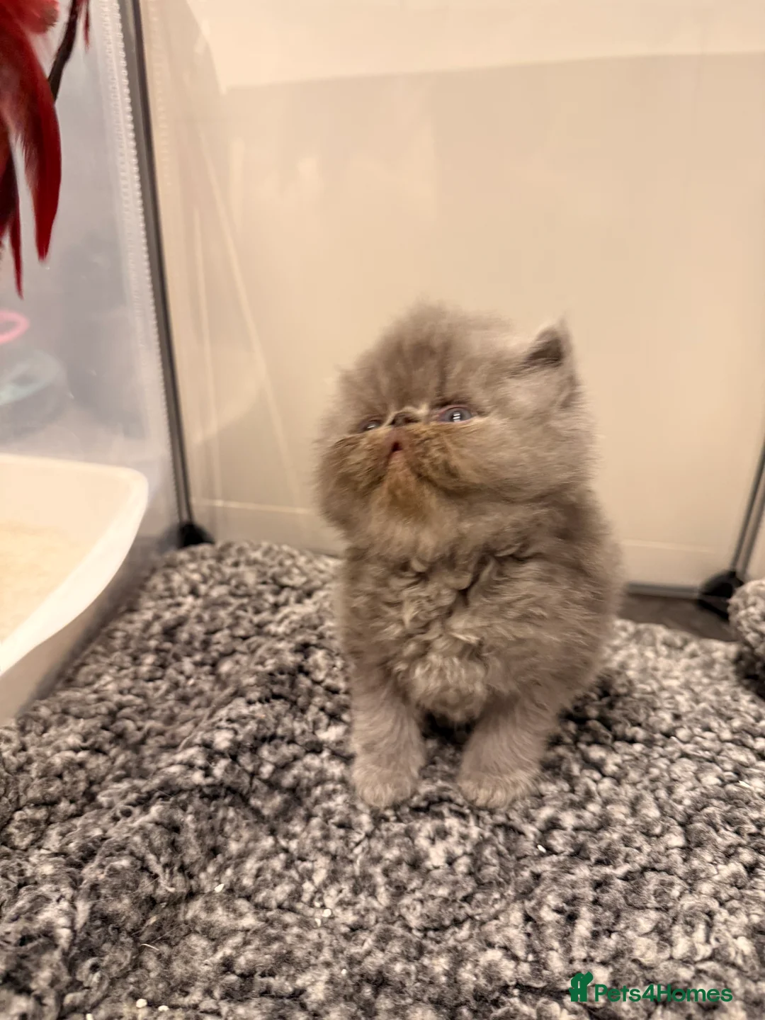 Persian cats for sale: GCCF Registered Blue Persian Kittens  - Advert 12