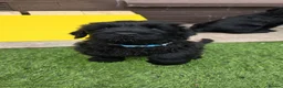 Russian Black Terrier dogs for sale: 🐾Russian Black Terrier Puppies | Ready Now🐾 - Advert 15