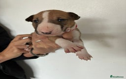 English Bull Terrier dogs for sale: English Bull Terrier puppies🐾KC Registered  - Image 22
