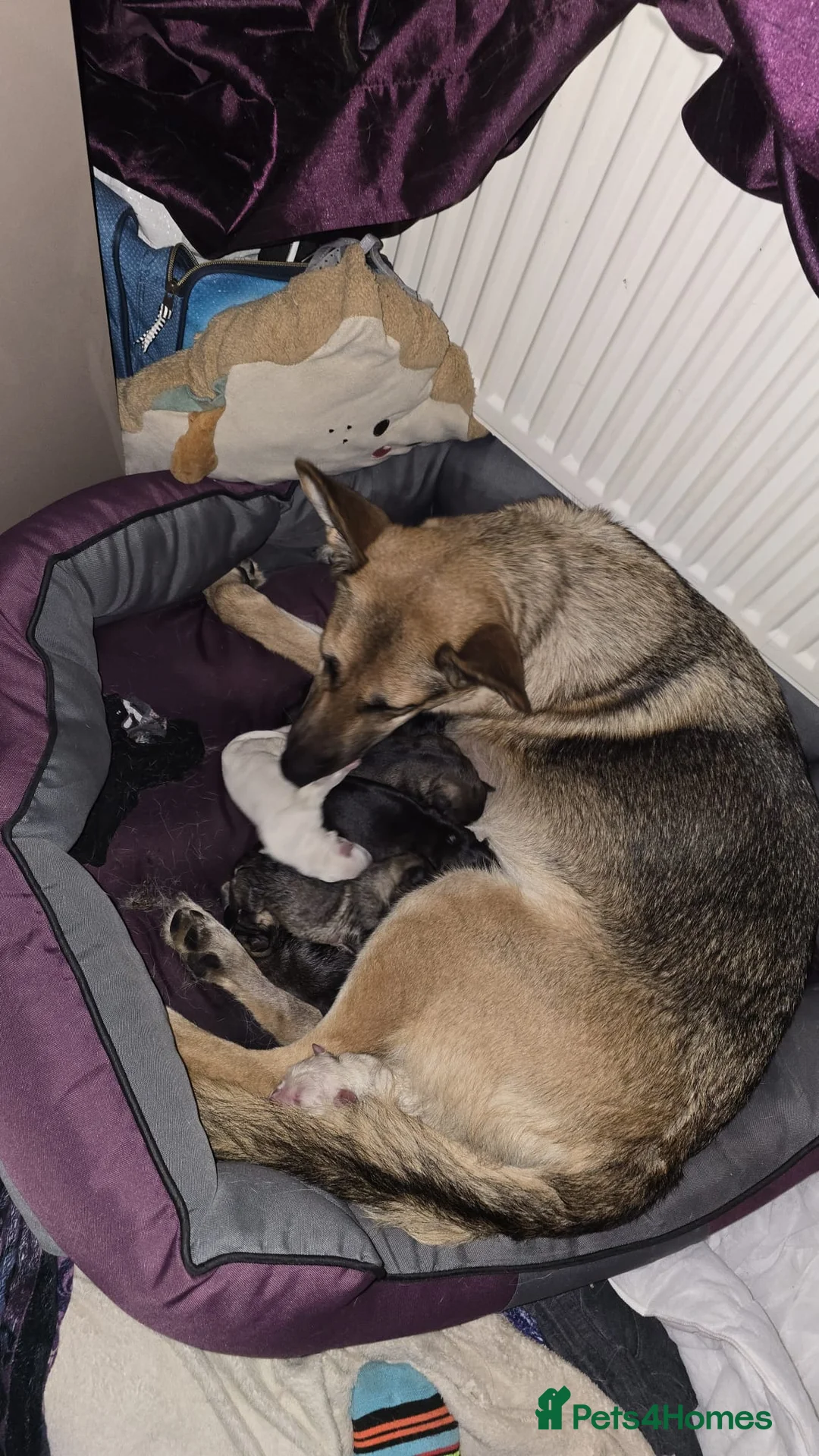 Mixed Breed dogs for sale: Shepkitas for sale - Advert 2