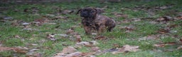 Presa Canario dogs for sale: Presa Canario Puppies (Recognised Breeder) - Advert 19