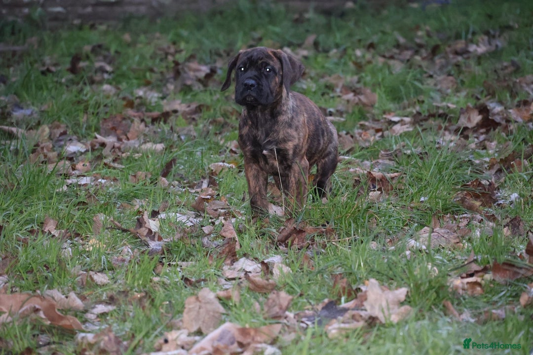 Presa Canario dogs for sale: Presa Canario Puppies (Recognised Breeder) - Advert 19
