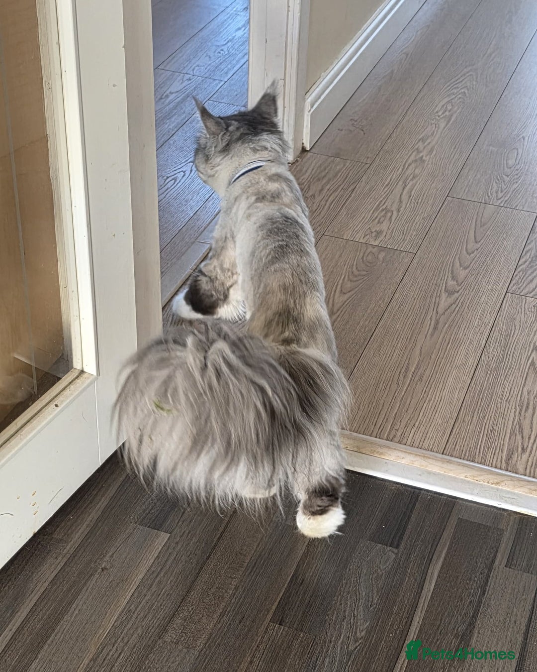 Maine Coon cats for sale: Selling my Stud Silver Maine-Coon Ozzy (5Year old) - Image 3