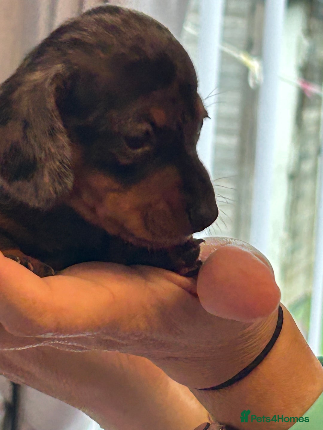 Miniature Dachshund dogs for sale: Six beautiful miniature Dachshunds - Image 25