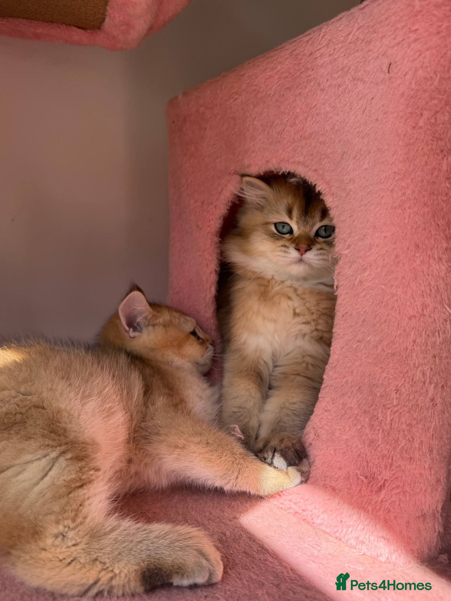 British Shorthair cats LOOKING FOR A NEW HOME !!!! VACCINATED MICROCHIPED - Advert 14
