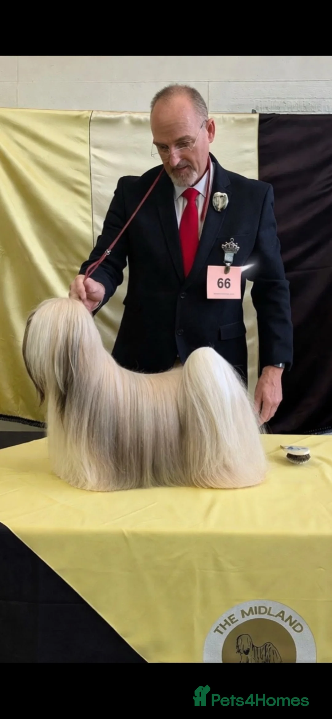 Lhasa Apso dogs for sale: KC reg Fabulous male Lhasa apso pra clear - Advert 2