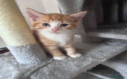 Mixed Breed cats for sale: 4 kittens 2 male 2 female  - Image 4