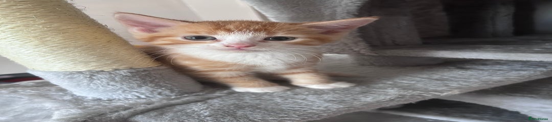 Mixed Breed Kitten 1