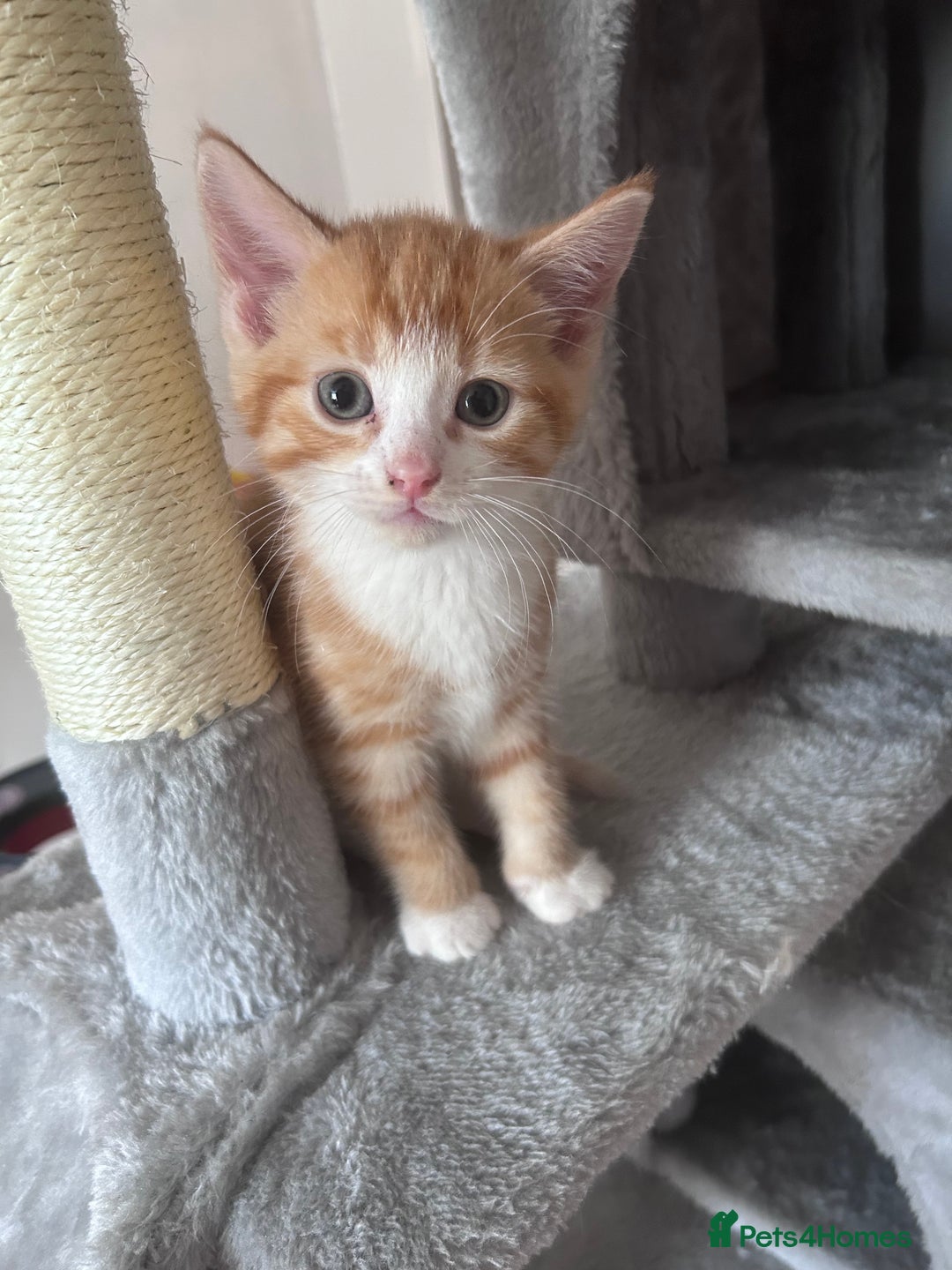 Mixed Breed cats for sale: 4 kittens 2 male 2 female  - Image 4