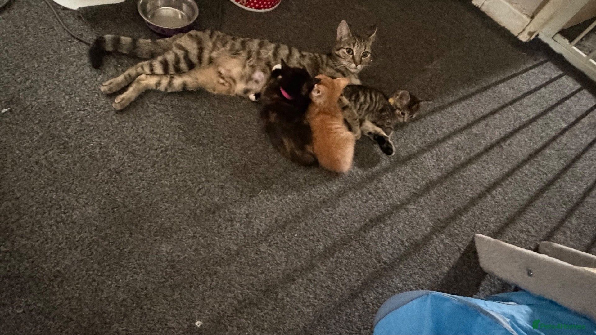 Mixed Breed cats 2 stunning mixed breed kittens  - Advert 1