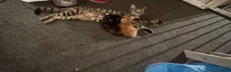Mixed Breed cats for sale: 2 stunning mixed breed kittens  - Advert 1