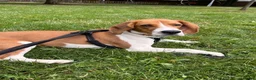Beagle dogs for sale: Teo wants his forever home - Advert 3