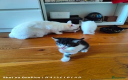 Turkish Angora cats for sale: REDUCED!!! Turkish Angora kittens for sale - Image 10