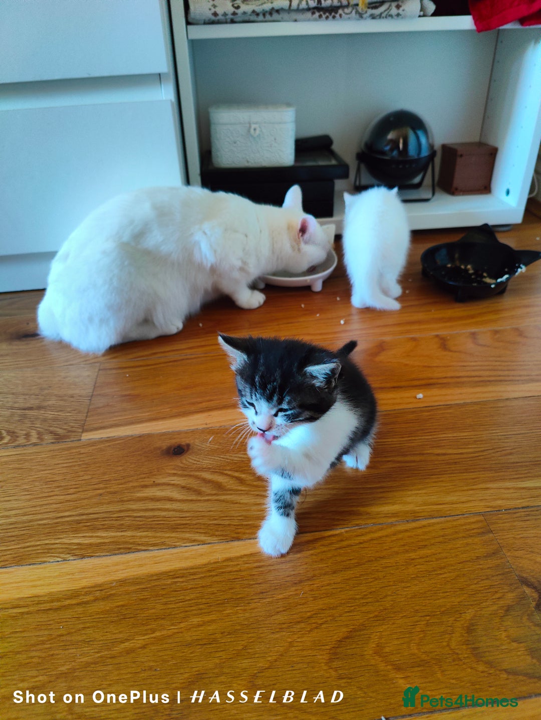Turkish Angora cats for sale: REDUCED!!! Turkish Angora kittens for sale - Image 10