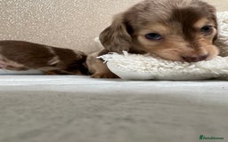 Miniature Dachshund dogs for sale: Miniature Long Haired Dachshund **Last Boy** in Saint Helens - Image 20