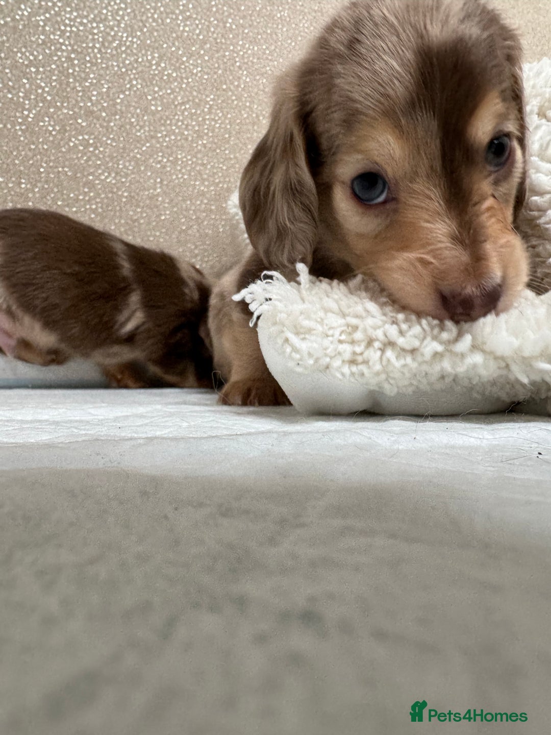 Miniature Dachshund dogs for sale: Miniature Long Haired Dachshund **Last Boy** in Saint Helens - Image 20