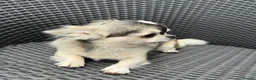 Chihuahua dogs for stud: Thailand KC reg.tiny husky marking boy DNA tested  - Advert 5