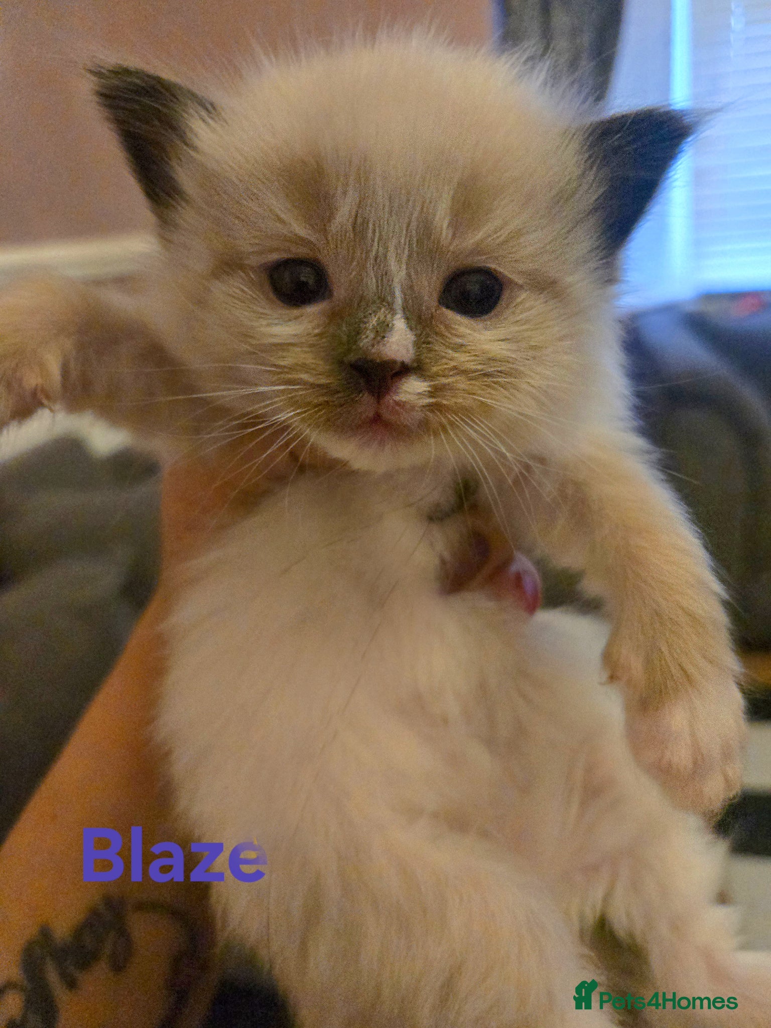 Ragdoll cats for sale: Stunning litter of Purebred Ragdoll kittens - Advert 5