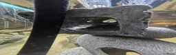 Catfish fish for sale: Hoplo Catfish and Corydora catfish in Manchester - Advert 6