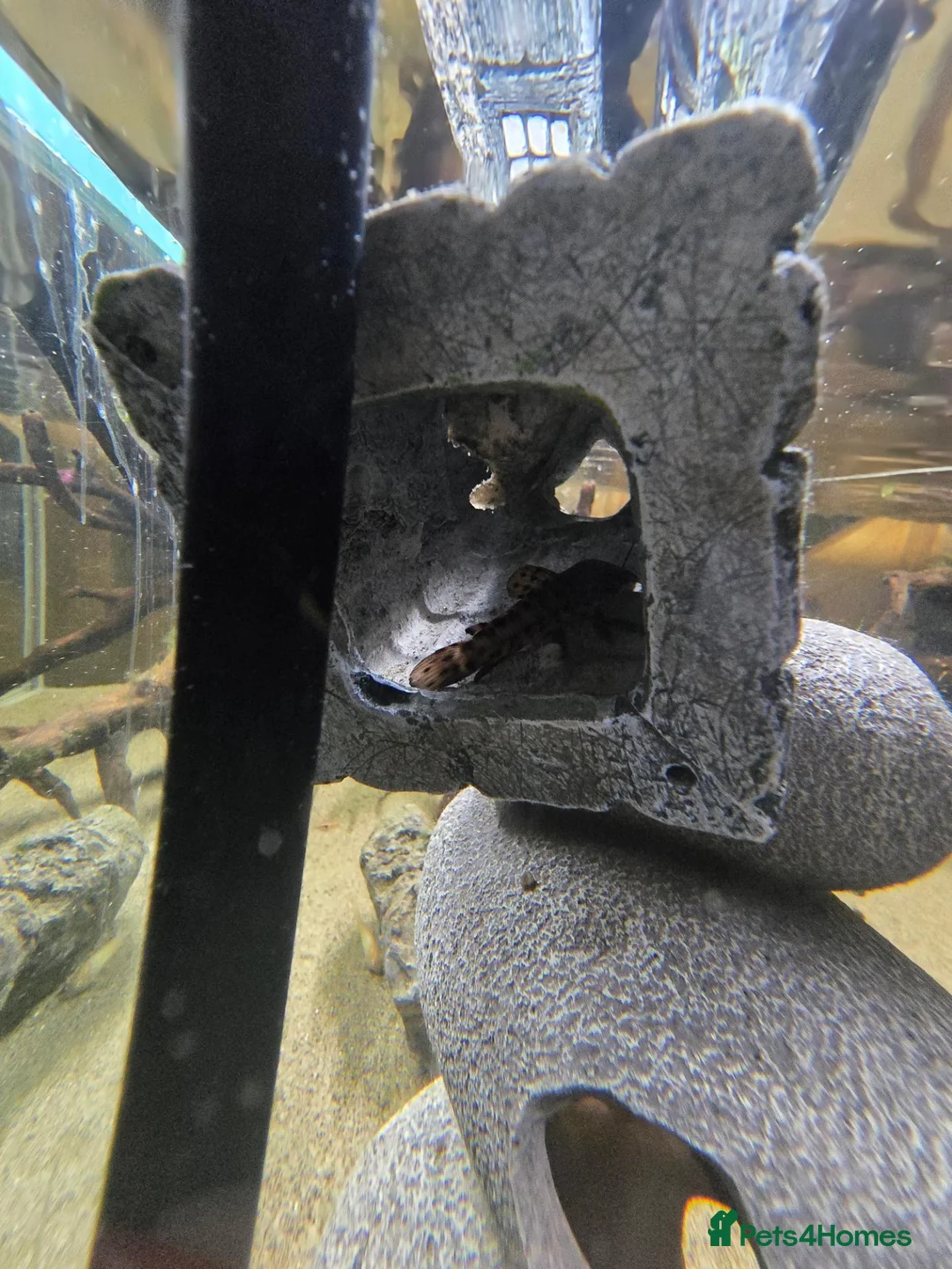 Catfish fish for sale: Hoplo Catfish and Corydora catfish in Manchester - Advert 6