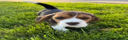 Beagle dogs for sale: Stunning KC beagles leave this weekend! - Advert 4