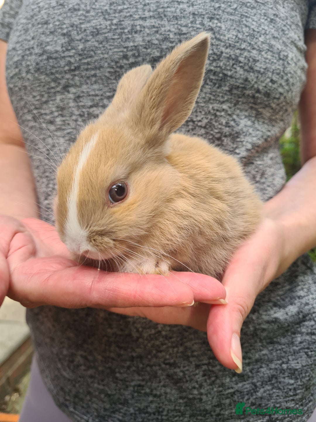 Lionhead rabbits for sale: Lionhead x Lop Baby Bunnies - Image 2