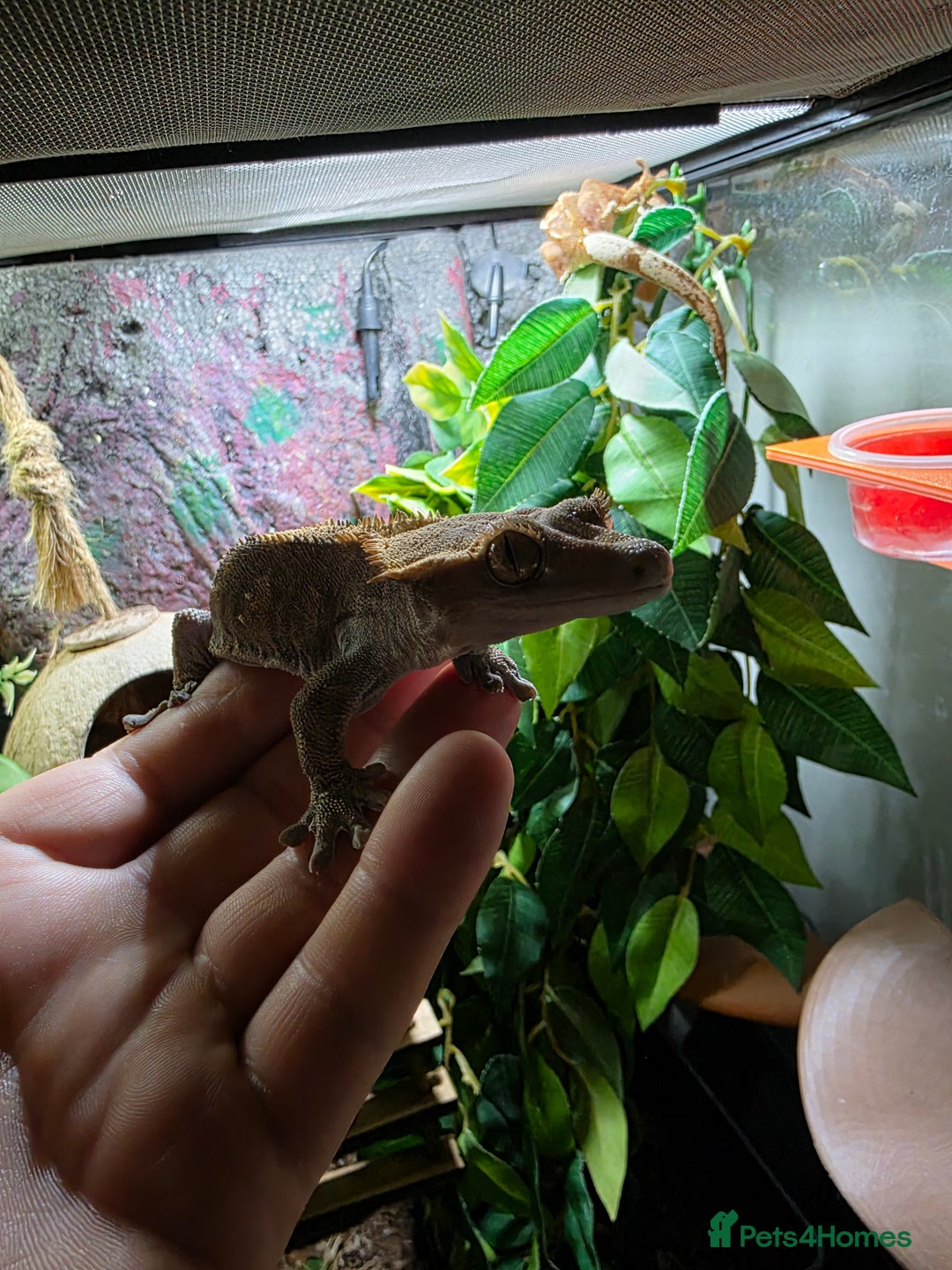 Gecko reptiles for sale: Crested gecko female pair  - Image 5