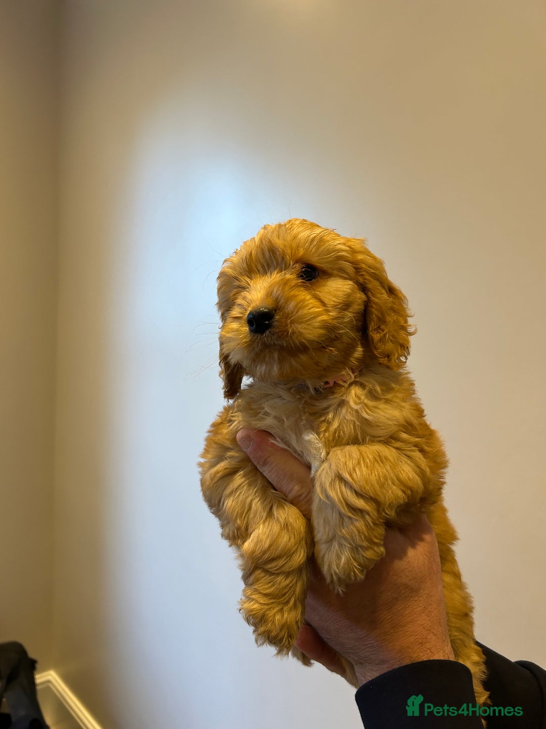 Cockapoo dogs for sale: Cockapoo puppies f1 gorgeous little babys - Advert 16