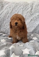 Toy Poodle dogs 💙Small kc registered red toy poodle💙 - Advert 2
