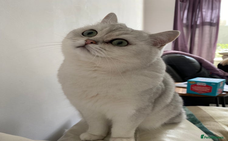 British Shorthair cats Beautiful British Shorthair black tipped, GCCF reg - Advert 16