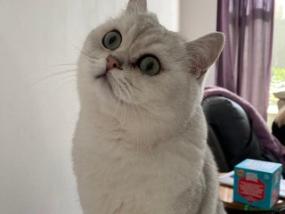 British Shorthair cats Beautiful British Shorthair black tipped, GCCF reg - Advert 6