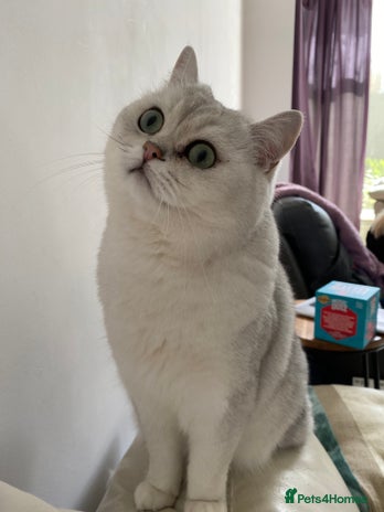 British Shorthair cats Beautiful British Shorthair black tipped, GCCF reg - Advert 4