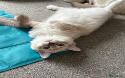 Ragdoll cats for sale: GCCF Ragdoll Kittens 😻 - Image 5