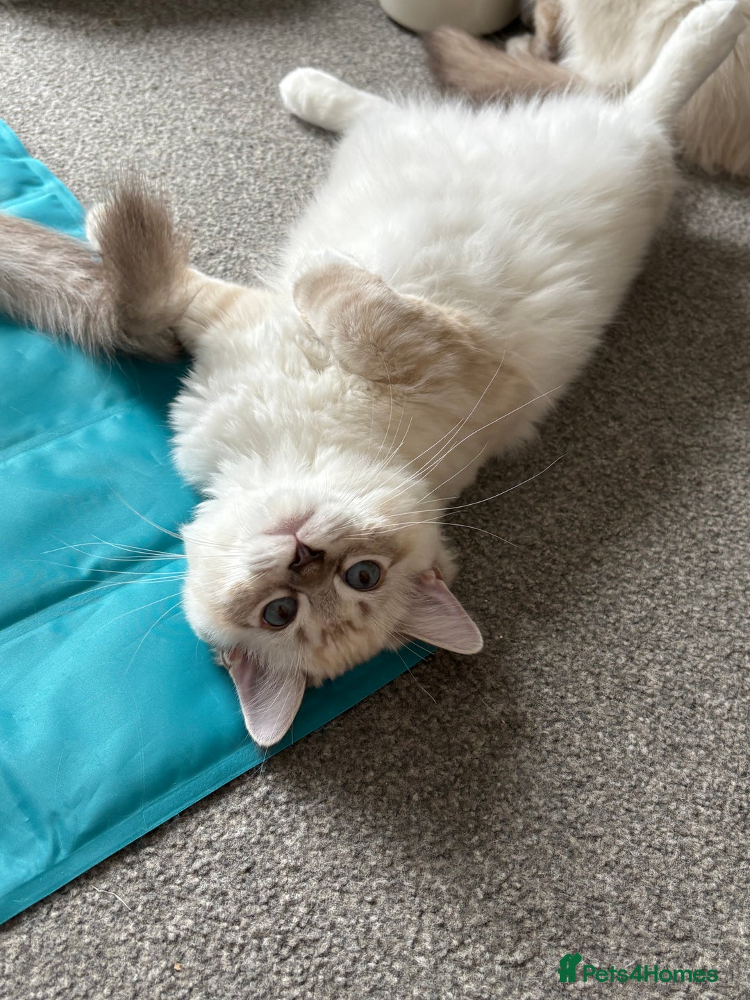 Ragdoll cats for sale: GCCF Ragdoll Kittens 😻 - Image 5
